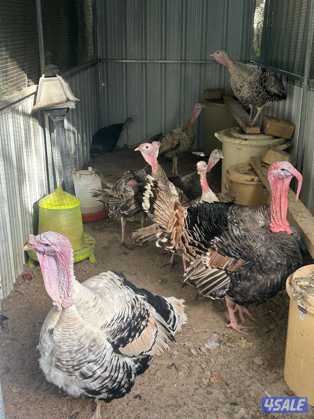 للبيع رومي ريشة حباره مجموعه و فروخ عمر أسبوعين الي شهر ونص وبيض0