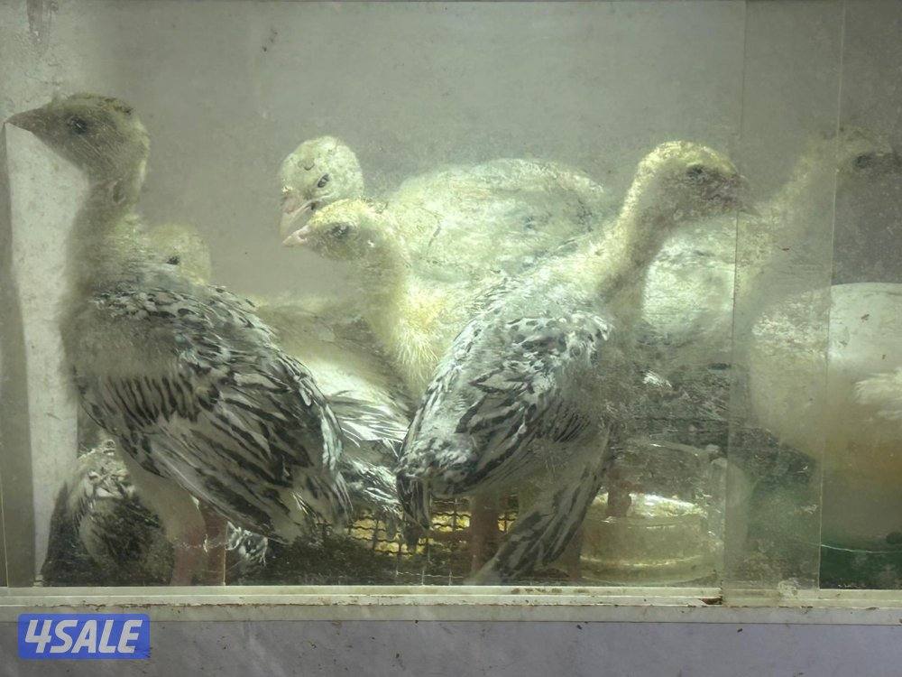 للبيع رومي ريشة حباره مجموعه و فروخ عمر أسبوعين الي شهر ونص وبيض1