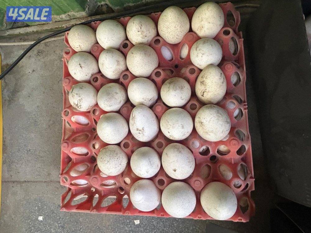 للبيع رومي ريشة حباره مجموعه و فروخ عمر أسبوعين الي شهر ونص وبيض2