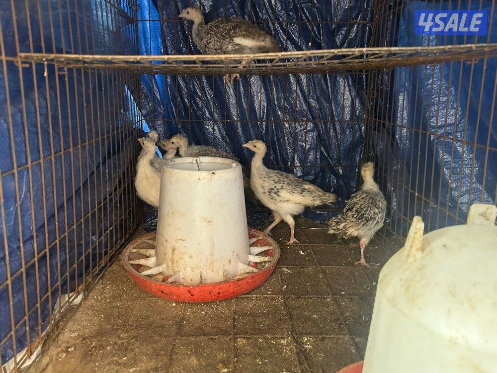 للبيع رومي ريشة حباره مجموعه و فروخ عمر أسبوعين الي شهر ونص وبيض3