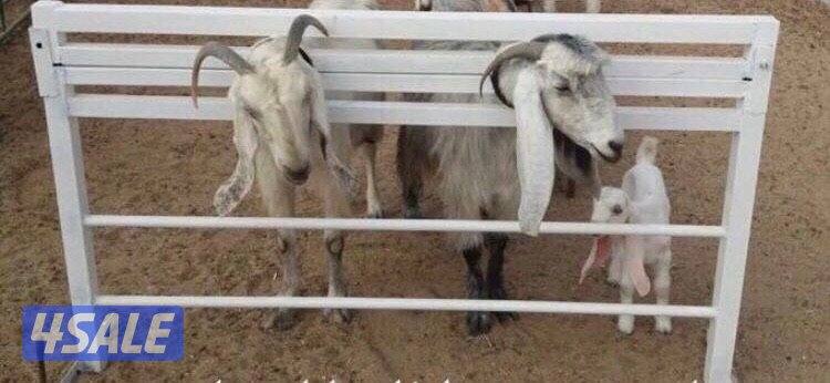 للبيع رمبه جديده وحلابة حلال ومساكه2