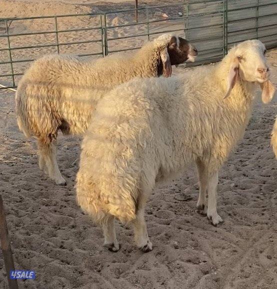 24راس عواس قريشية نوادر غنم العراق مع فحل خصم 13سوناروالباقي توة مقرعة8