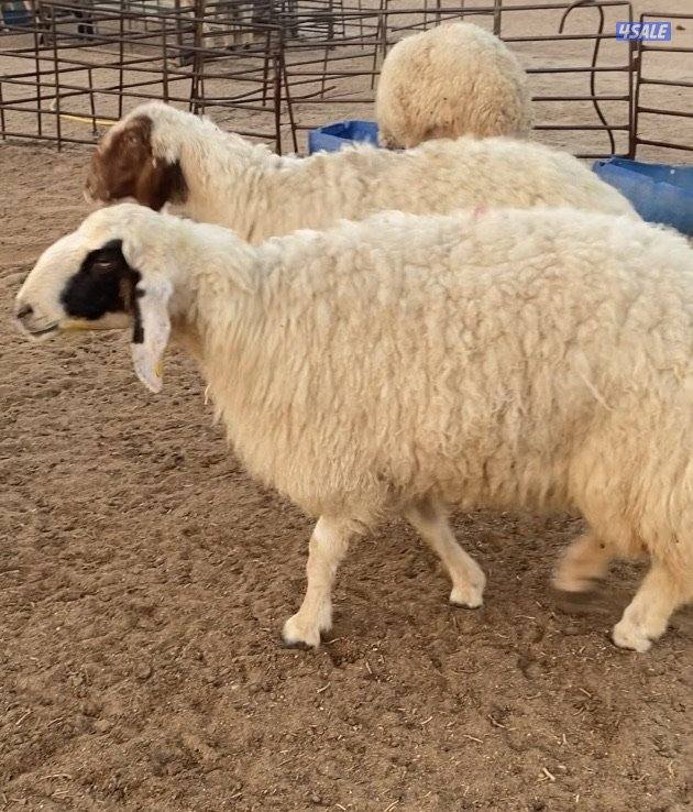 24راس عواس قريشية نوادر غنم العراق مع فحل خصم 13سوناروالباقي توة مقرعة11