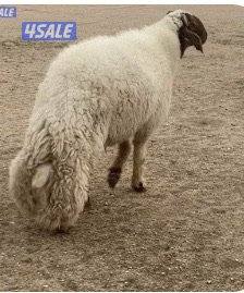 24راس عواس قريشية نوادر غنم العراق مع فحل خصم 13سوناروالباقي توة مقرعة7