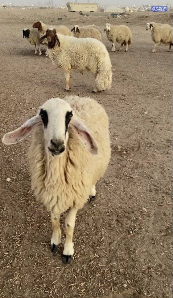 24راس عواس قريشية نوادر غنم العراق مع فحل خصم 13سوناروالباقي توة مقرعة3