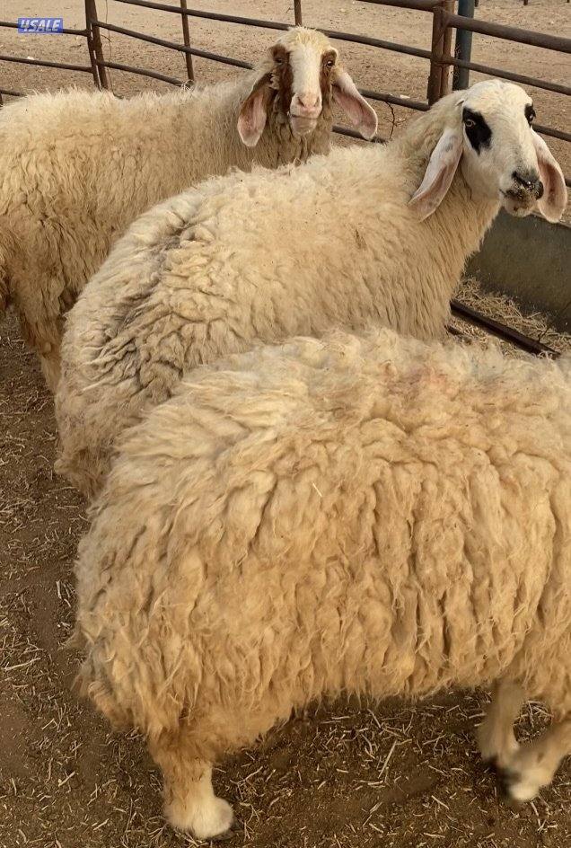 24راس عواس قريشية نوادر غنم العراق مع فحل خصم 13سوناروالباقي توة مقرعة9