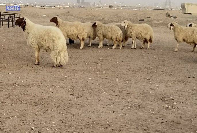 24راس عواس قريشية نوادر غنم العراق مع فحل خصم 13سوناروالباقي توة مقرعة0