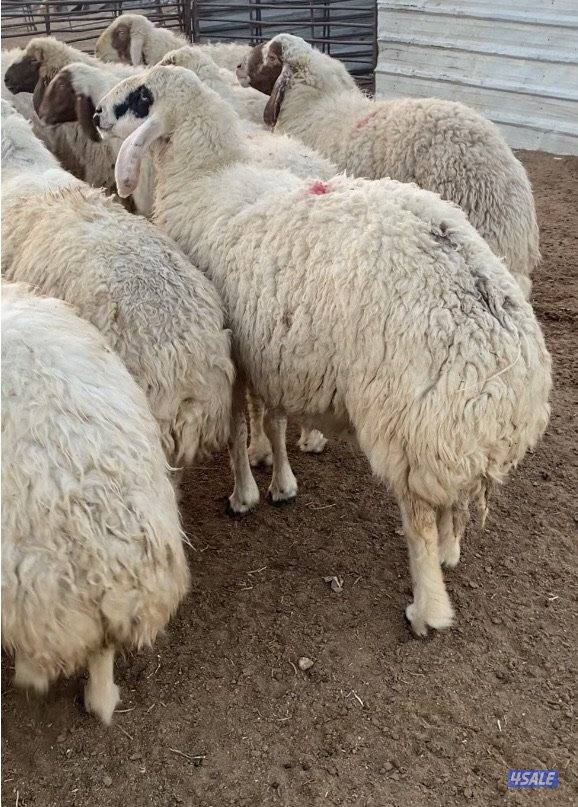 24راس عواس قريشية نوادر غنم العراق مع فحل خصم 13سوناروالباقي توة مقرعة5