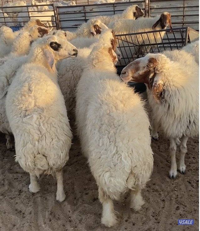 24راس عواس قريشية نوادر غنم العراق مع فحل خصم 13سوناروالباقي توة مقرعة6