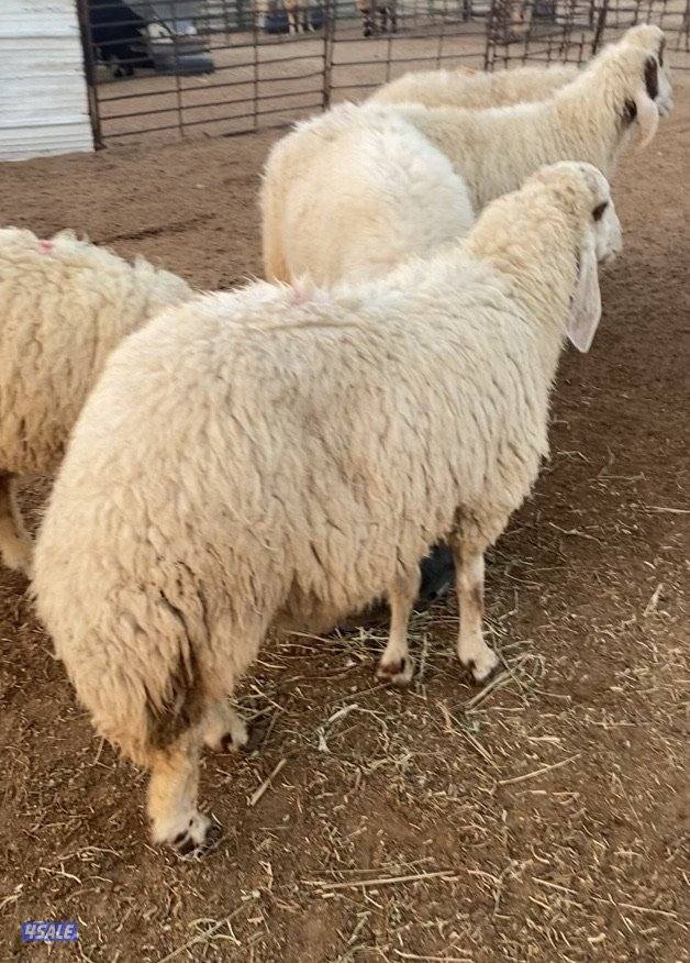 24راس عواس قريشية نوادر غنم العراق مع فحل خصم 13سوناروالباقي توة مقرعة12