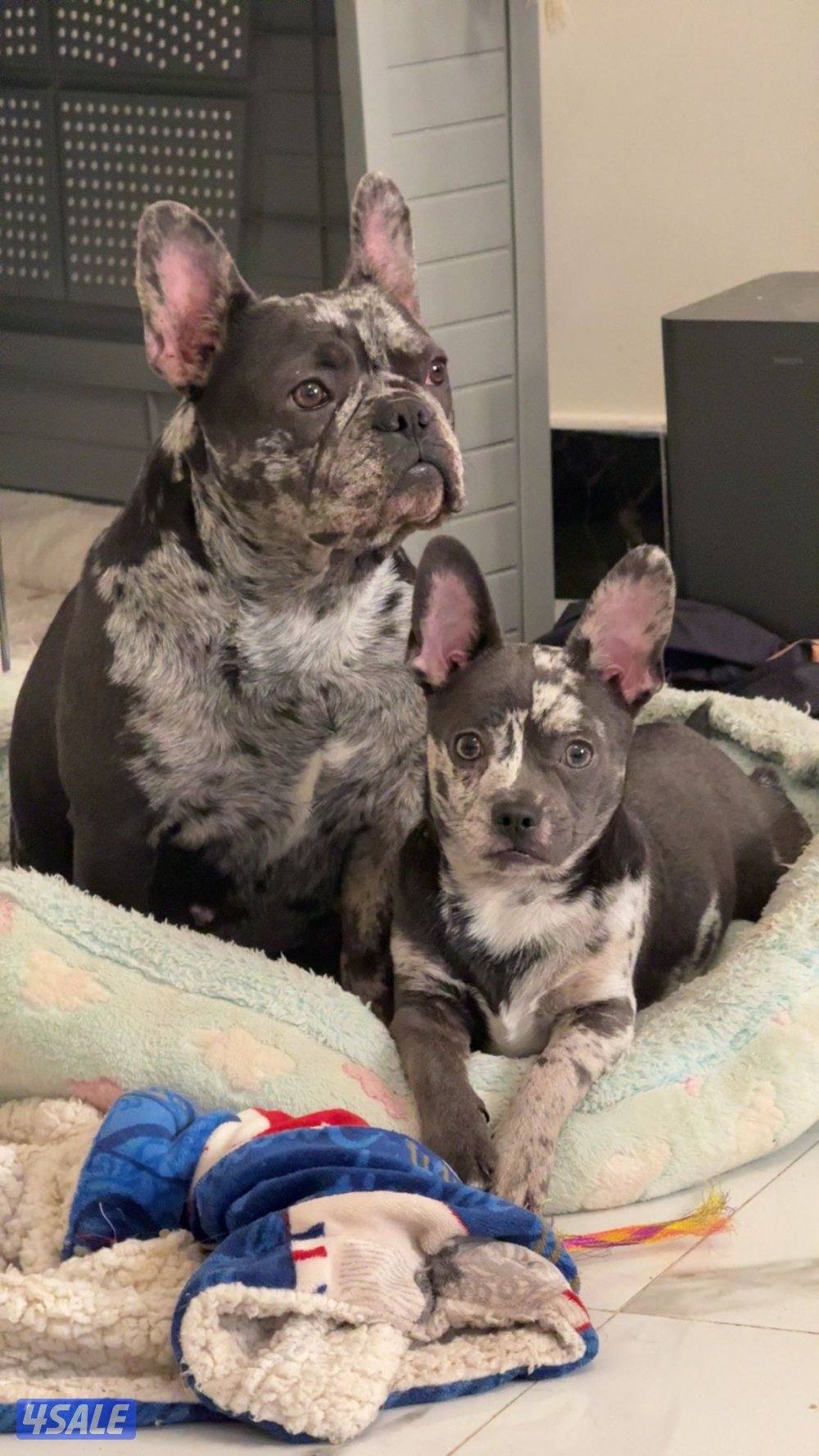 فرنش بولدنق0