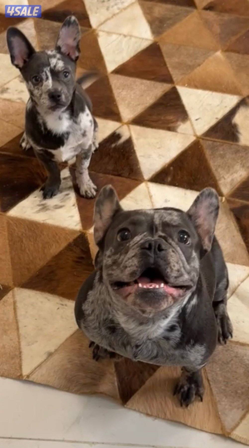 فرنش بولدنق1