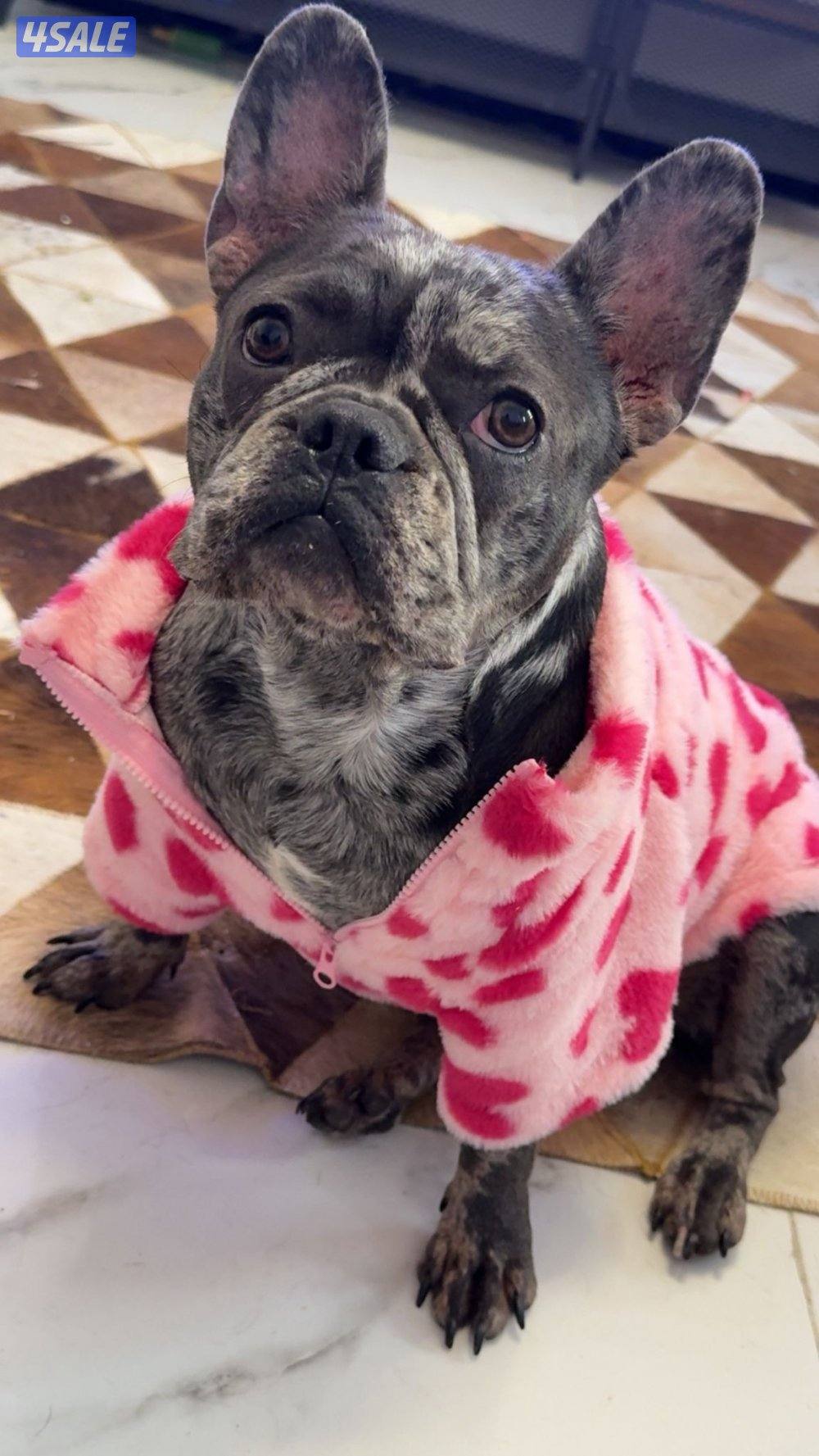 فرنش بولدنق2