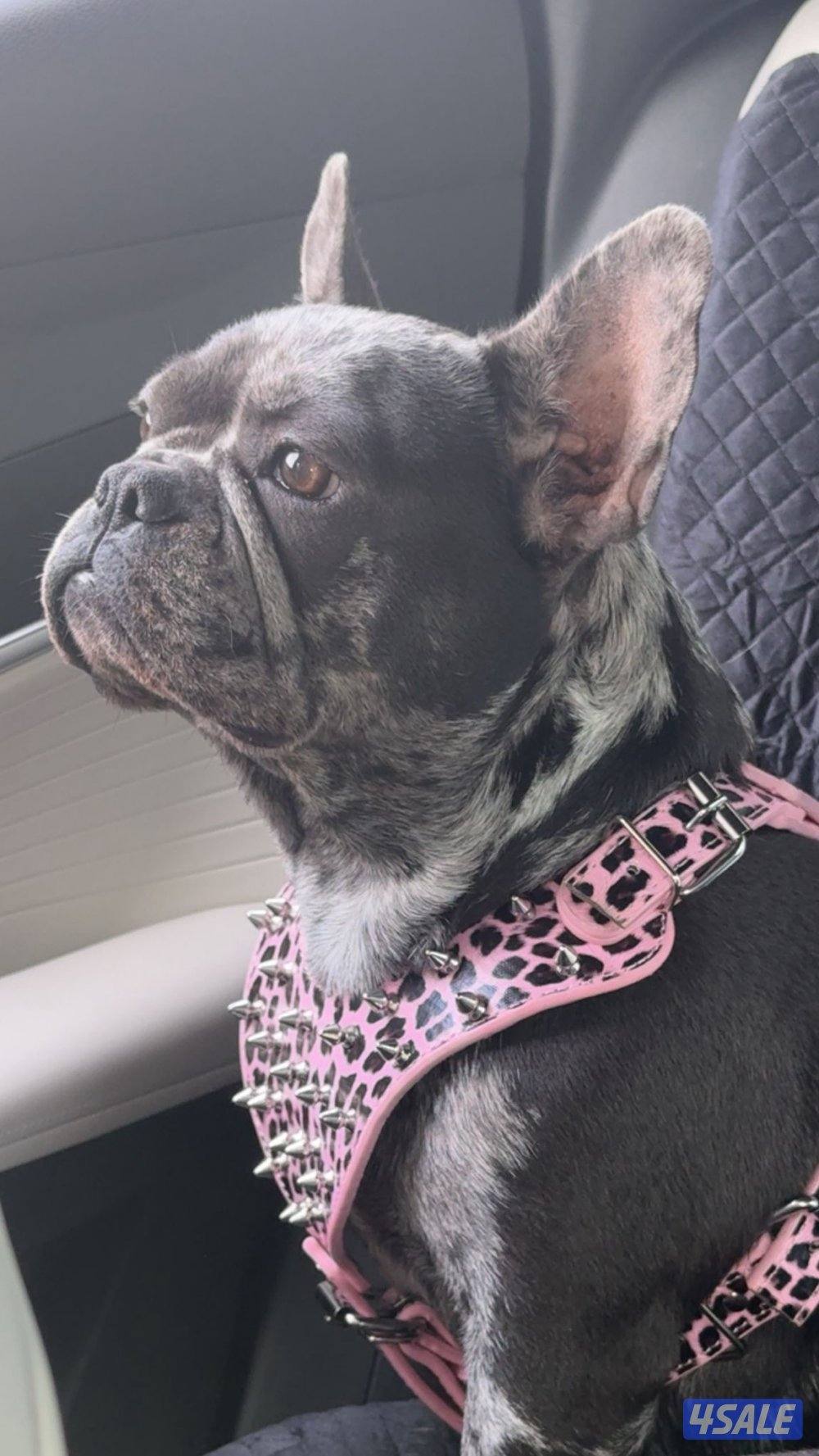 فرنش بولدنق5