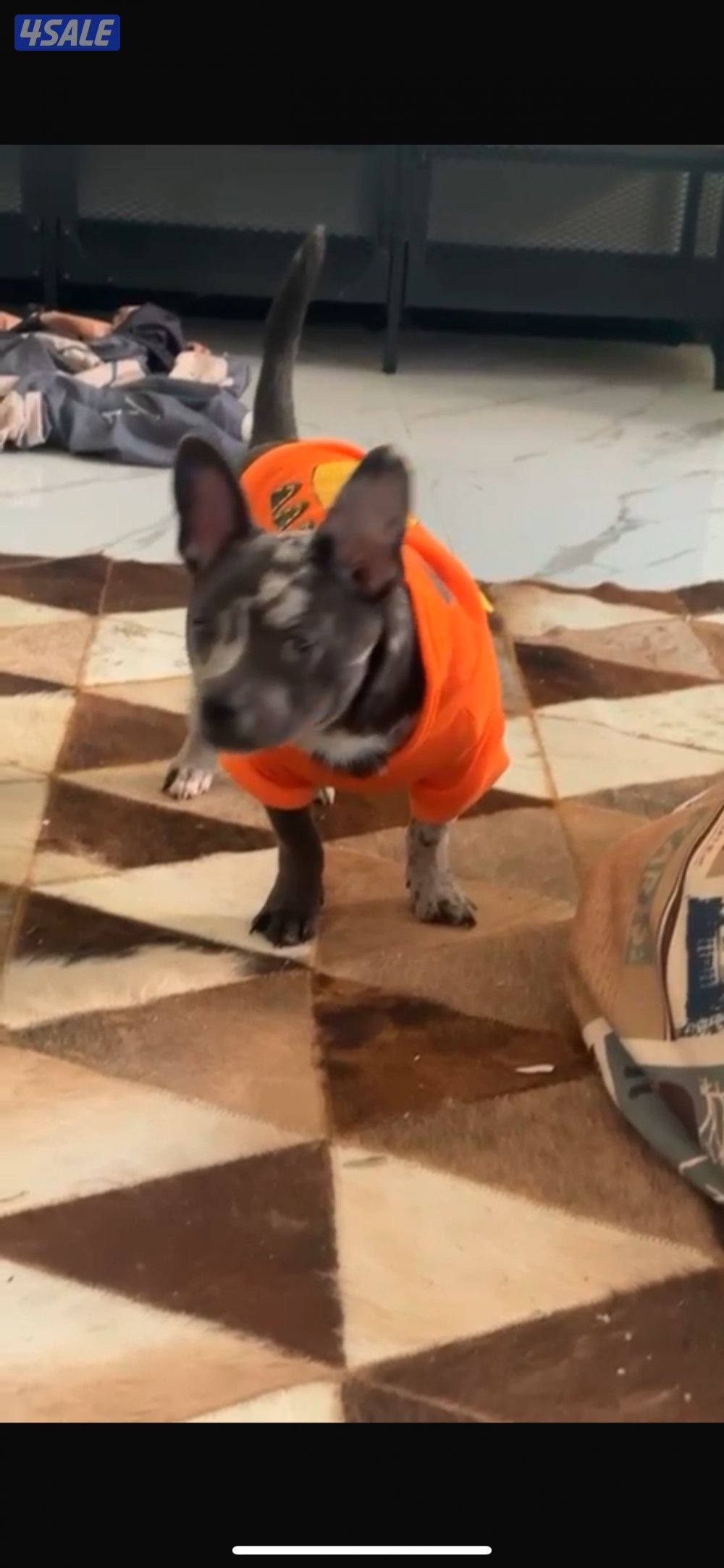 فرنش بولدنق7