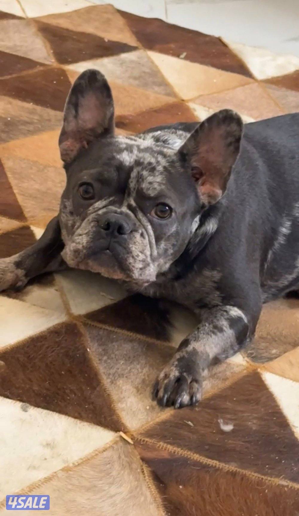 فرنش بولدنق8