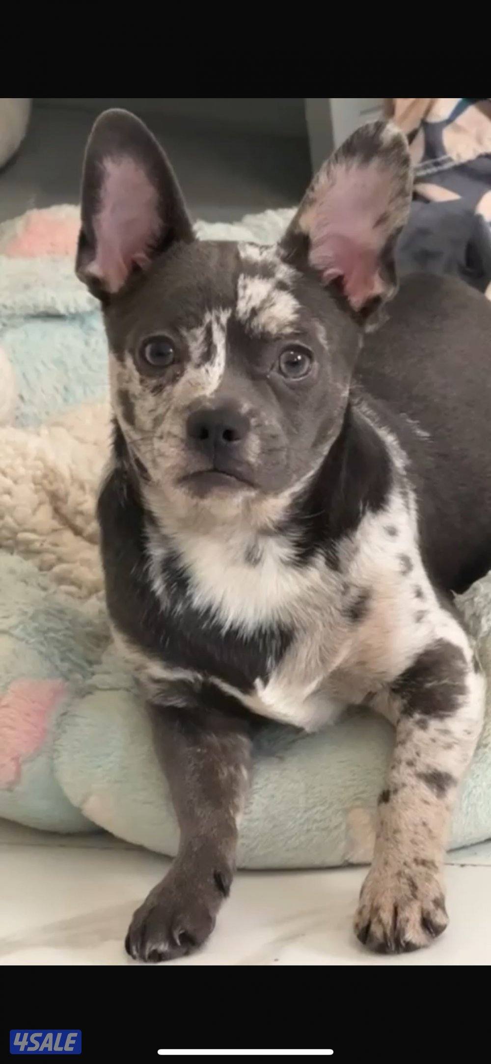 فرنش بولدنق9