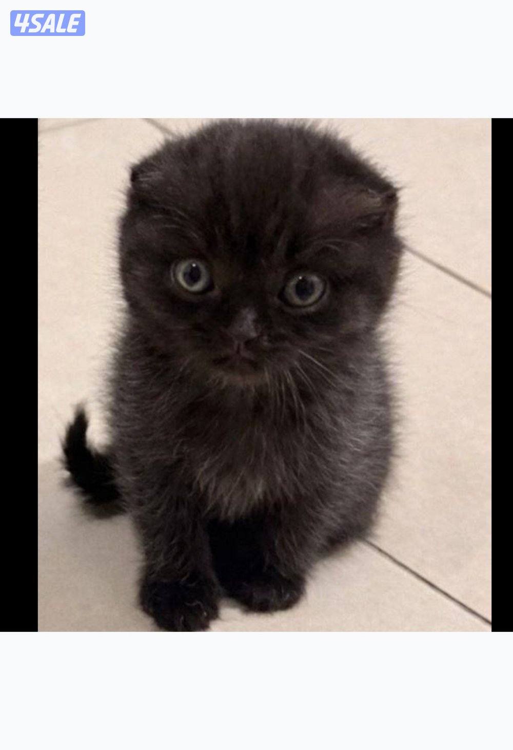 سكوتش دبل فولد - برتش شورت هير0