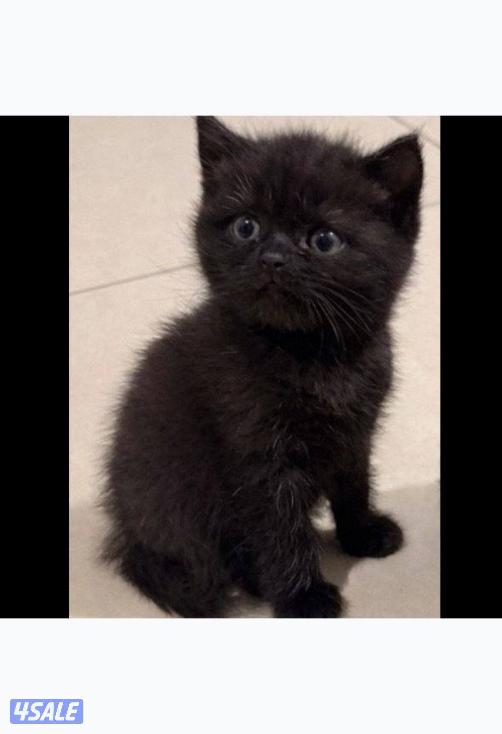 سكوتش دبل فولد - برتش شورت هير1