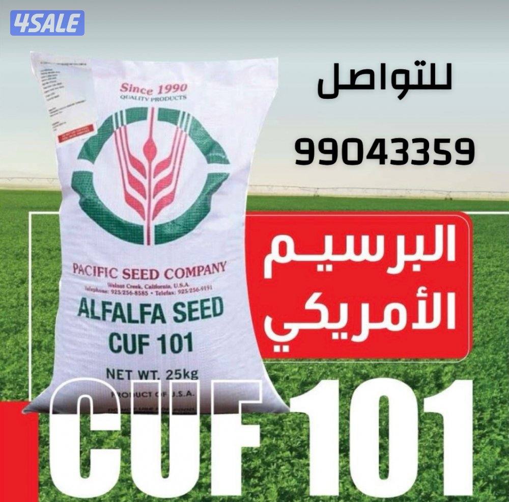 بذور البرسيم الأمريكي0