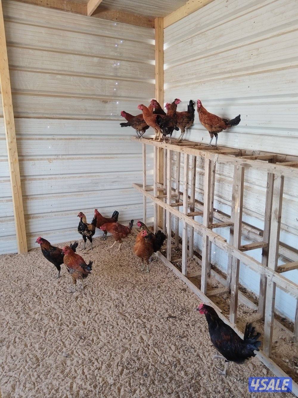 للبيع دياكه عدد ١٥0