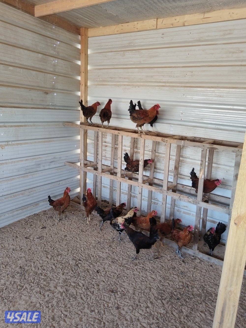 للبيع دياكه عدد ١٥1