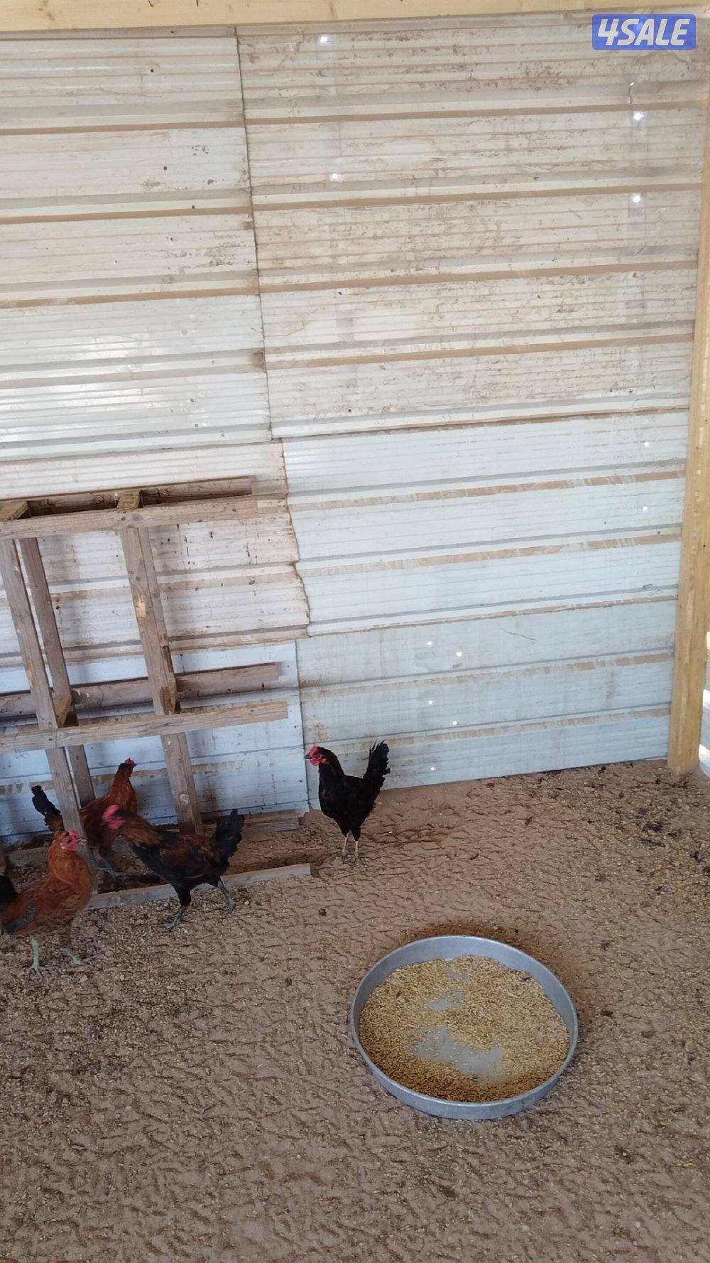 للبيع دياكه عدد ١٥2