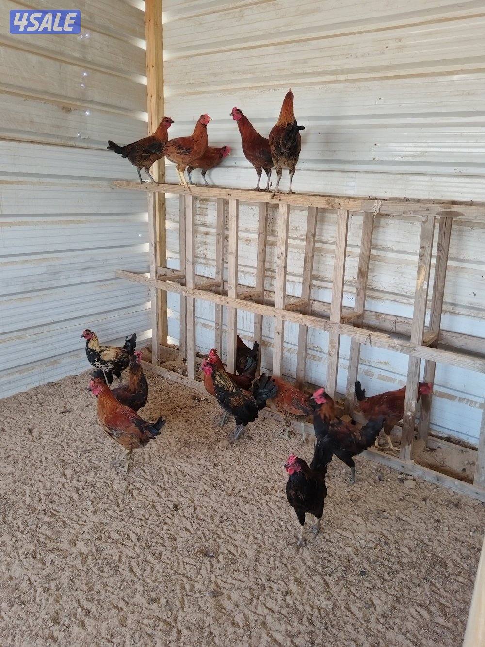 للبيع دياكه عدد ١٥3