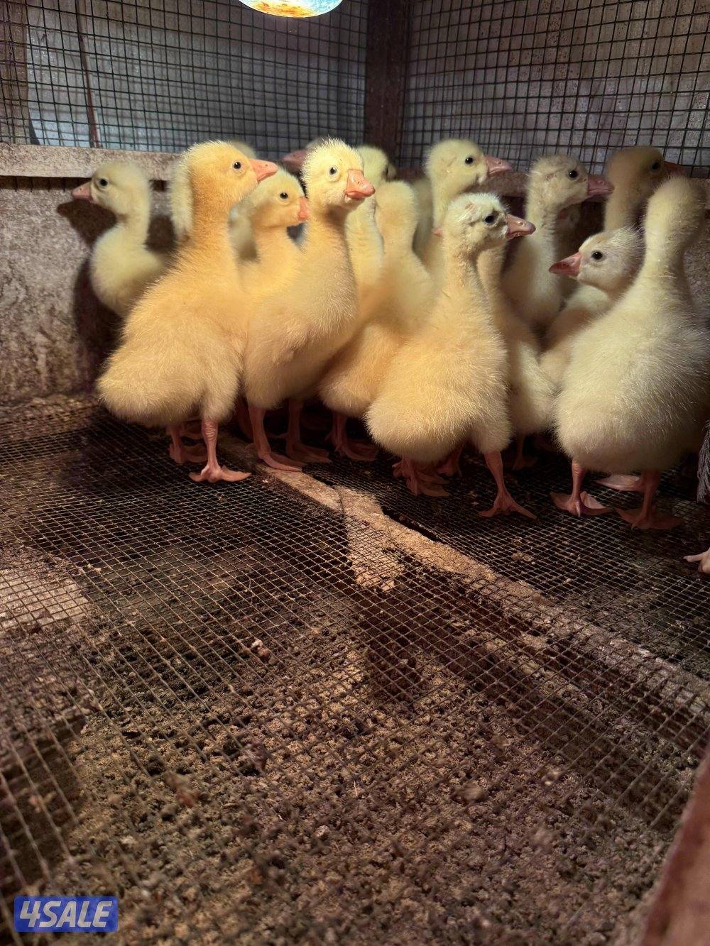 للبيع فروخ وز كندي ابيض ومتوفر ازواج مستويات طيبه1