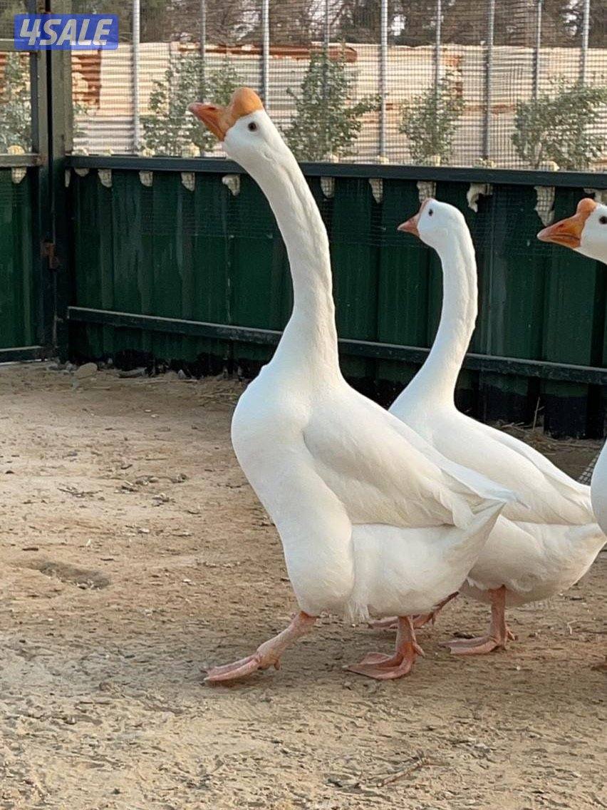 للبيع فروخ وز كندي ابيض ومتوفر ازواج مستويات طيبه0