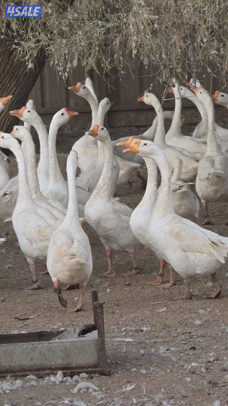 للبيع فروخ وز كندي ابيض ومتوفر ازواج مستويات طيبه3