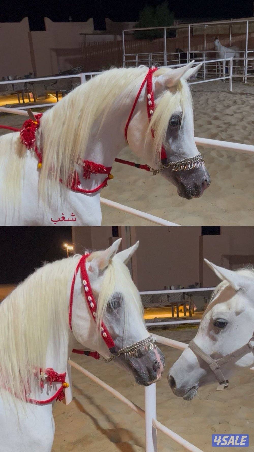 للبيع حصان مصري1