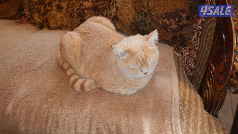 كاميرا نيكون فول اتش دي شاشه OLED شبه جديده فيديو تشكيله كميرات9