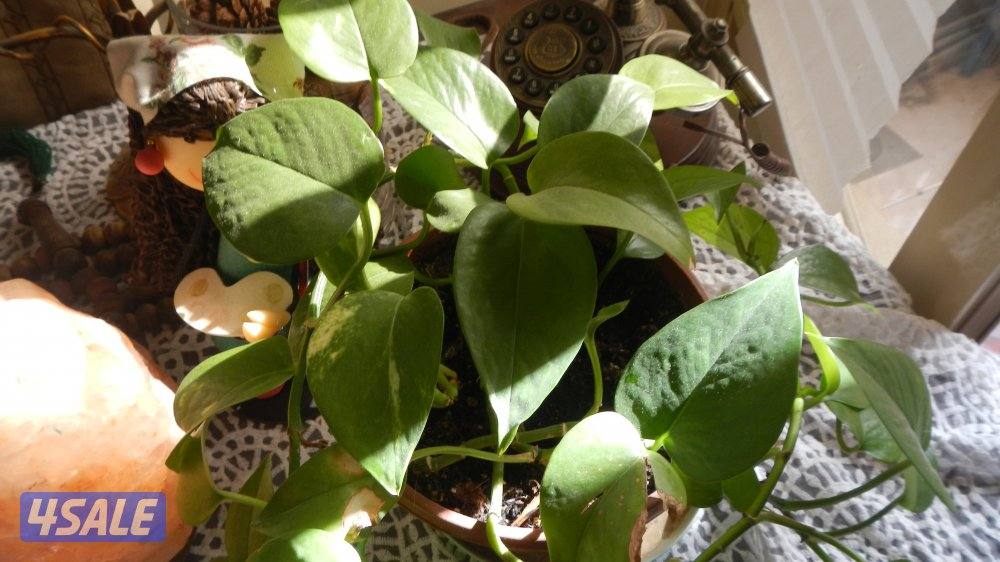 كاميرا نيكون فول اتش دي شاشه OLED شبه جديده فيديو تشكيله كميرات12