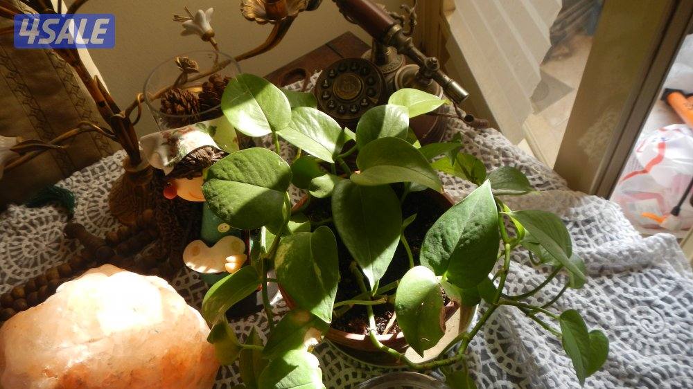 كاميرا نيكون فول اتش دي شاشه OLED شبه جديده فيديو تشكيله كميرات13