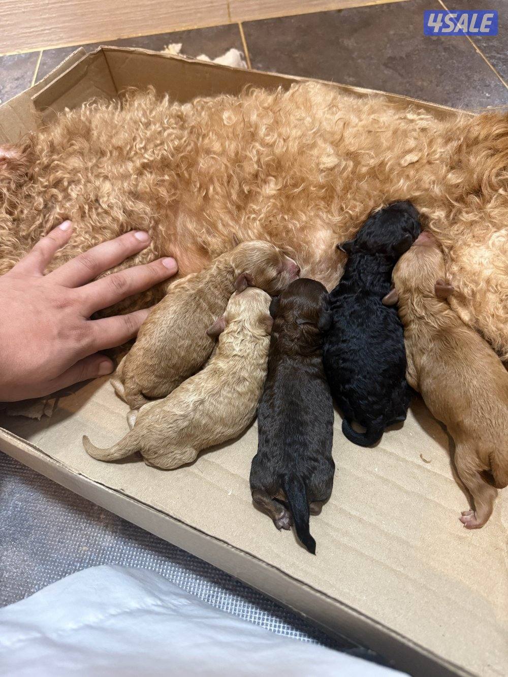 للحجز بودل تي كب0