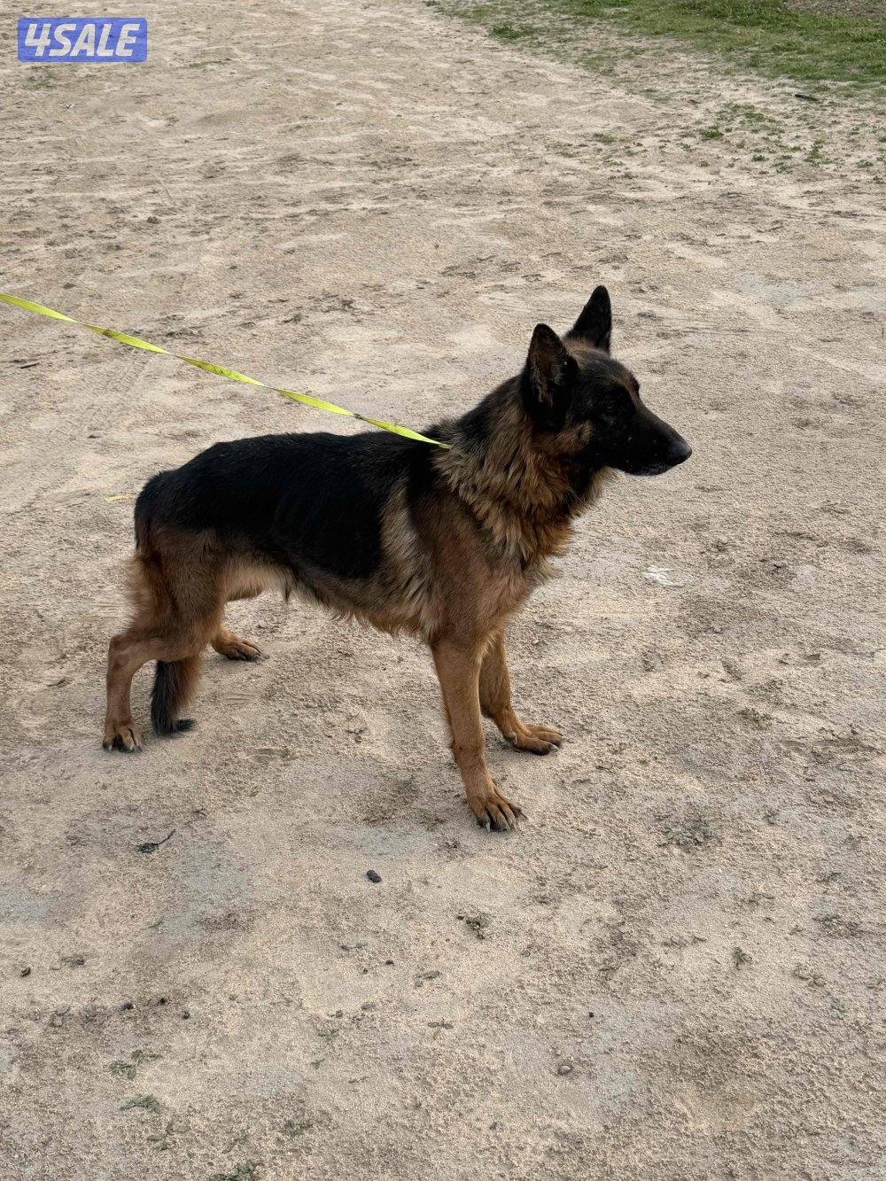 للبيع جيرمن شوبر نثيه رس طيب  استلام بالعبدلي0