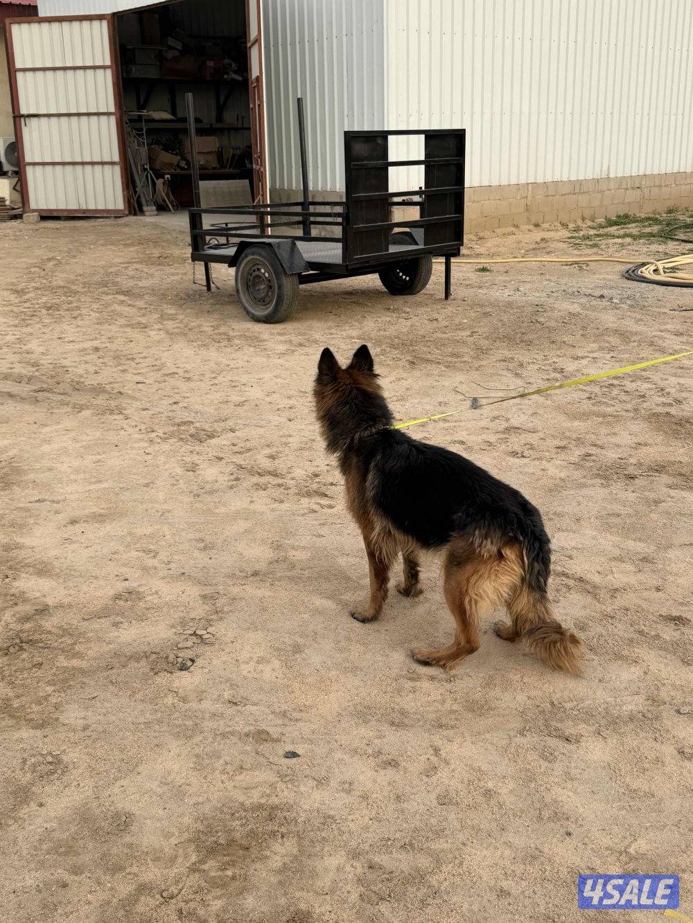 للبيع جيرمن شوبر نثيه رس طيب  استلام بالعبدلي1