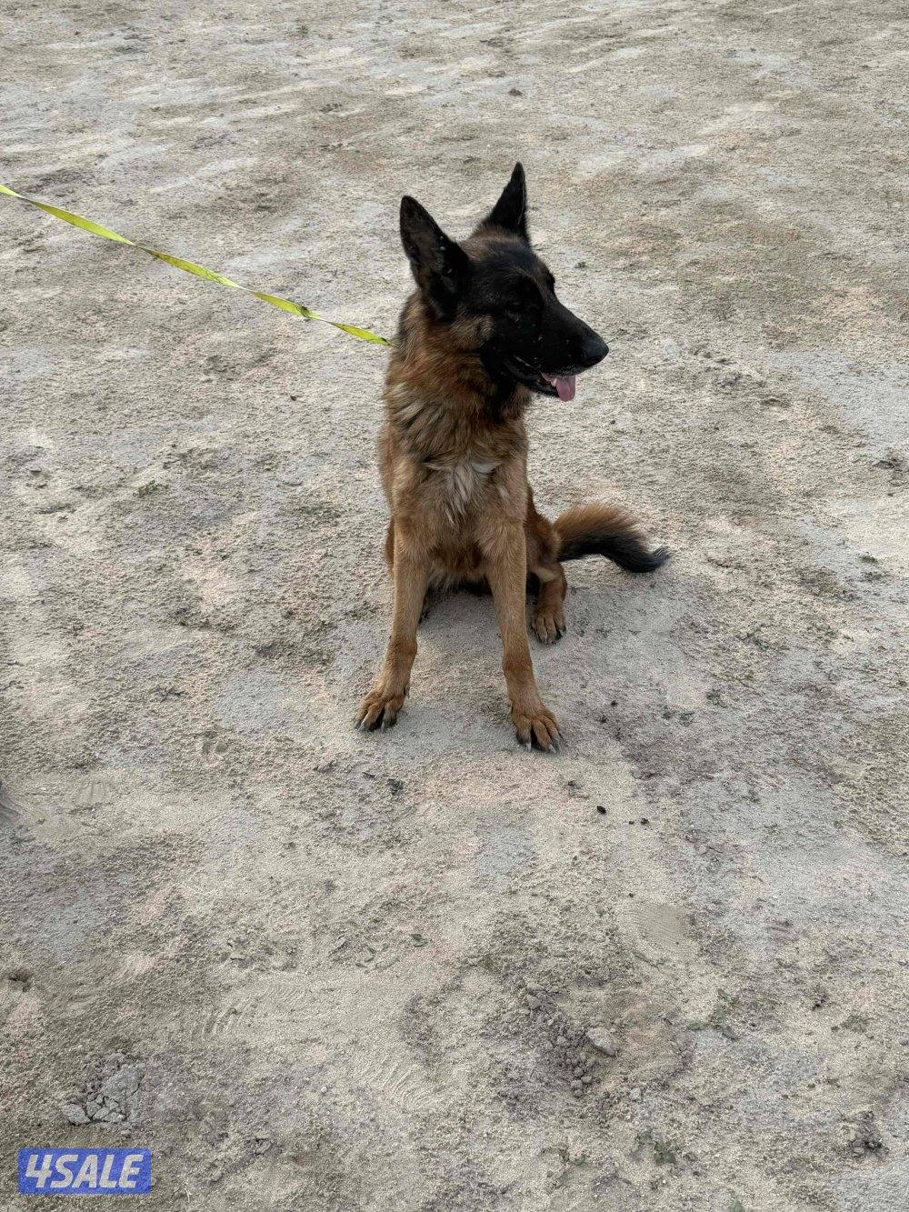 للبيع جيرمن شوبر نثيه رس طيب  استلام بالعبدلي2