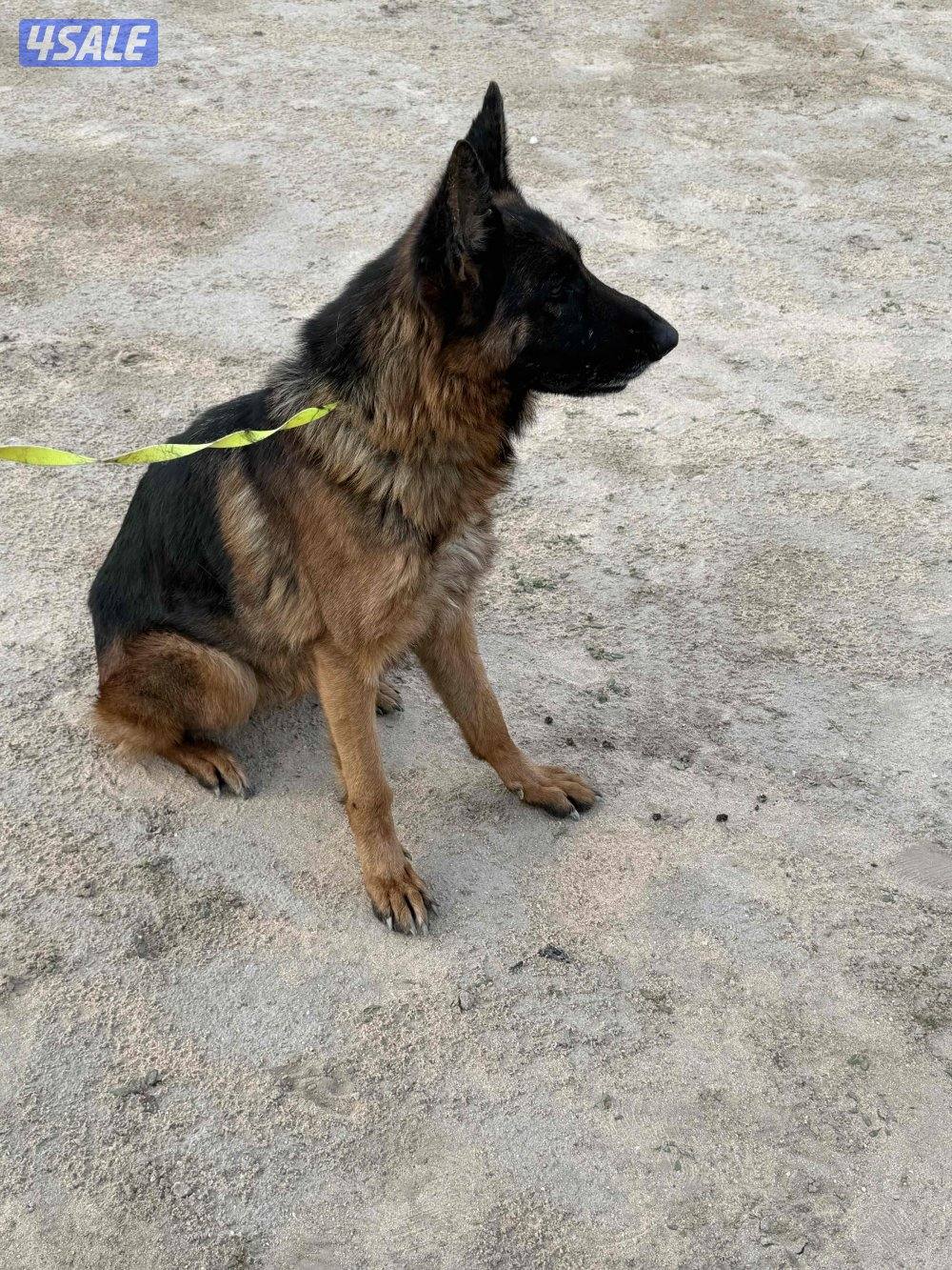 للبيع جيرمن شوبر نثيه رس طيب  استلام بالعبدلي3