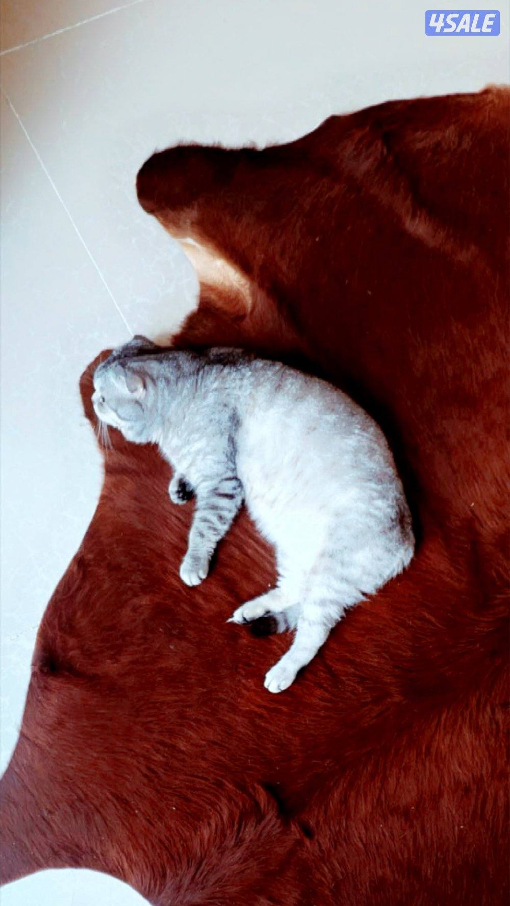 قد ذكر سكوتش فولد هادي ونظيف جدا يعني مستحيل يرش او يوصخ المكان عاش مع0