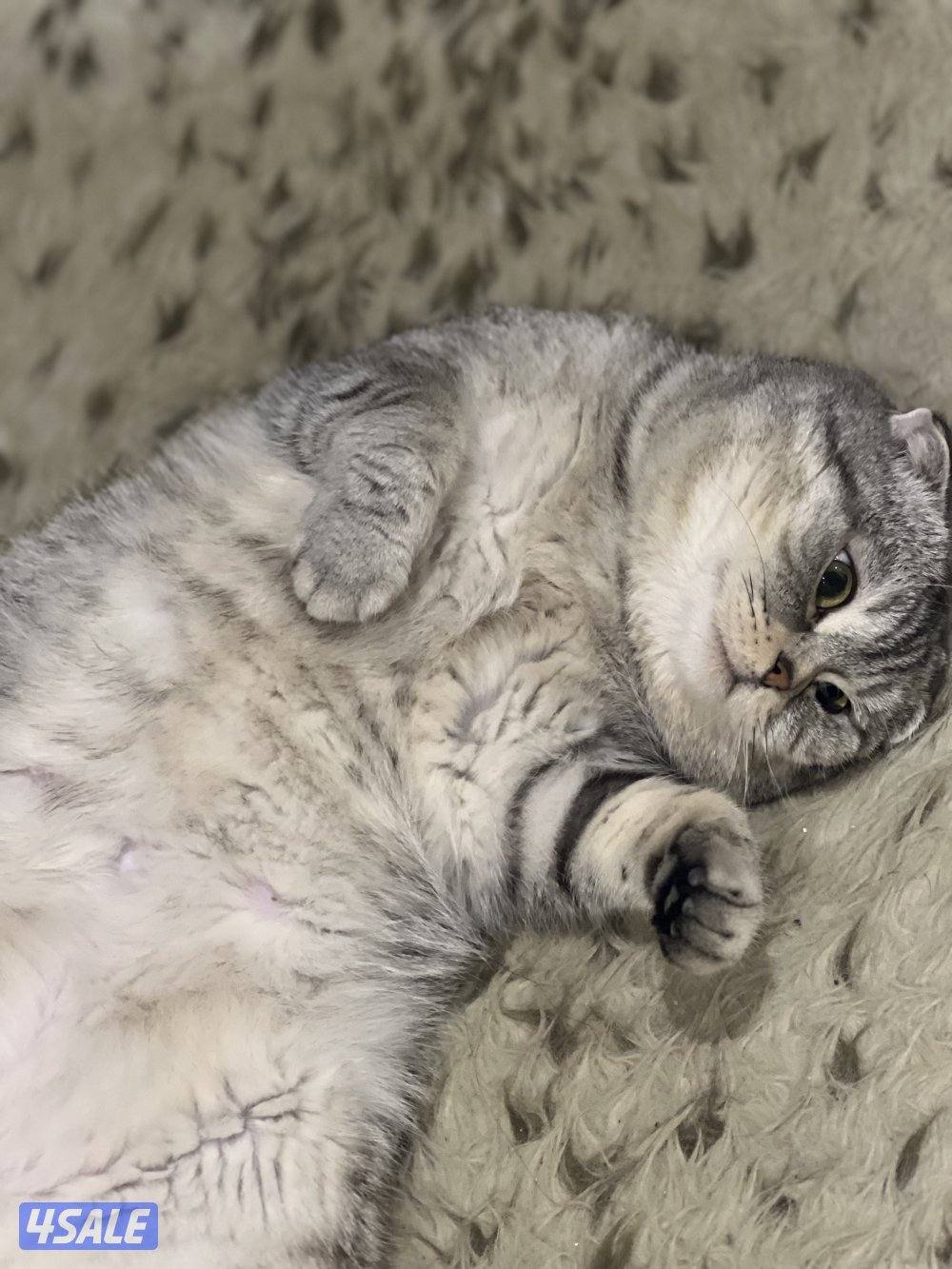 قد ذكر سكوتش فولد هادي ونظيف جدا يعني مستحيل يرش او يوصخ المكان عاش مع2