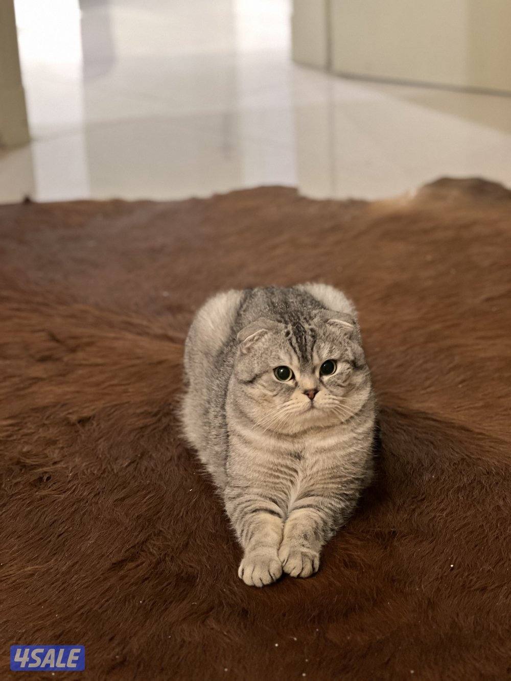 قد ذكر سكوتش فولد هادي ونظيف جدا يعني مستحيل يرش او يوصخ المكان عاش مع3