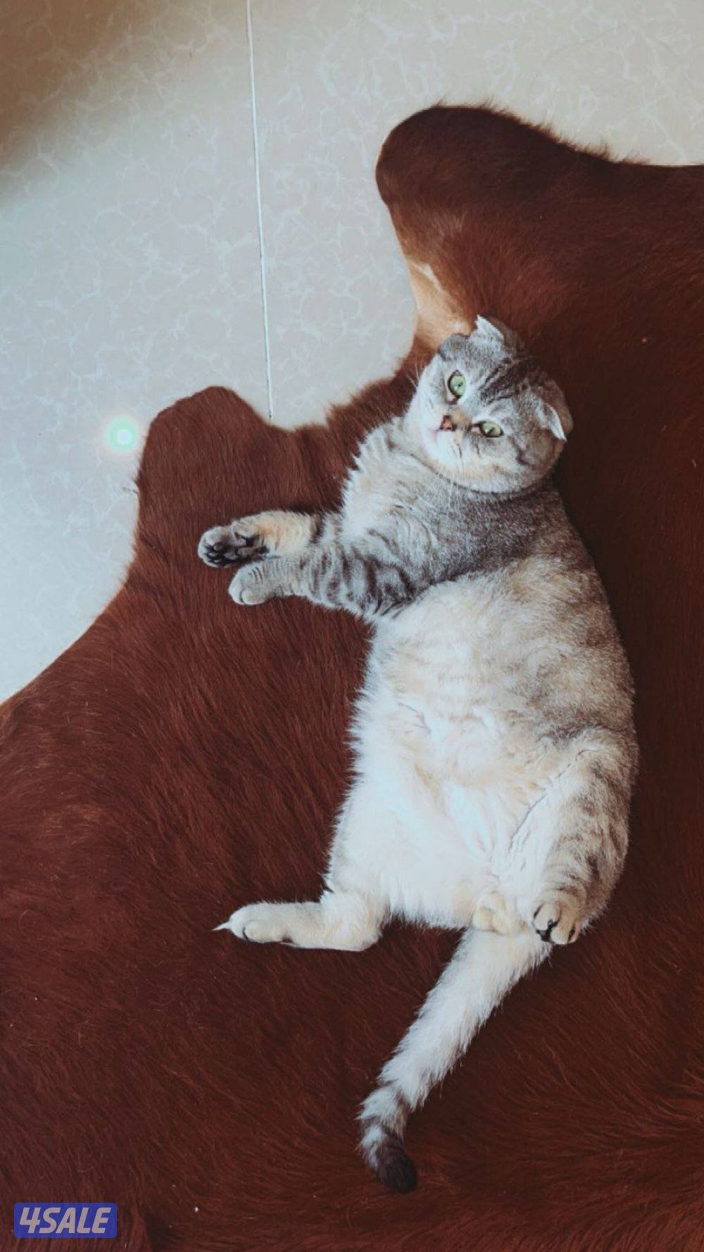 قد ذكر سكوتش فولد هادي ونظيف جدا يعني مستحيل يرش او يوصخ المكان عاش مع4