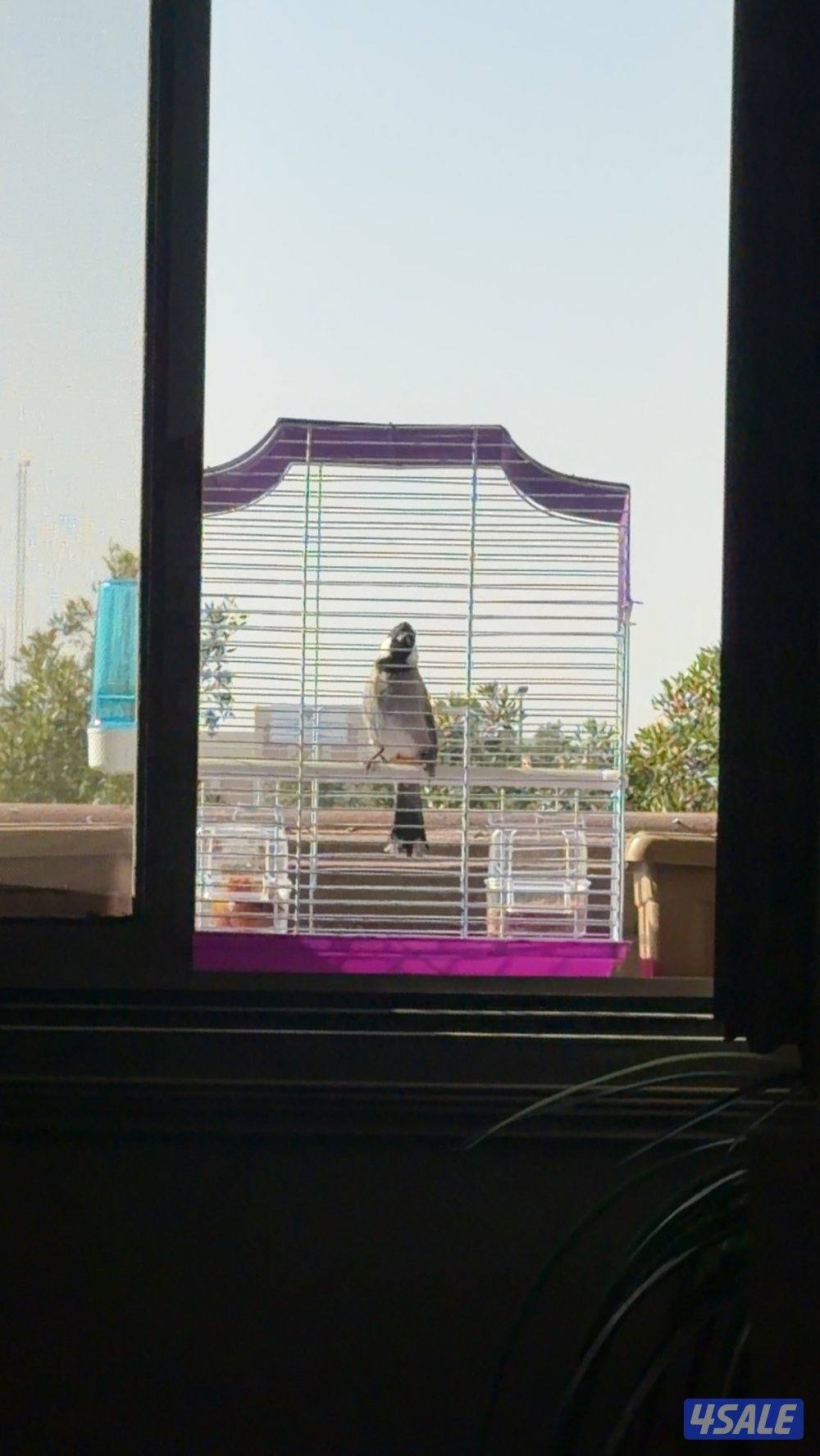 بلبل عراقي ربوة قفص حجم/ ت/ خمسة خمسة ثلاثة ستة اثنين خمسة اثنين خمسة0