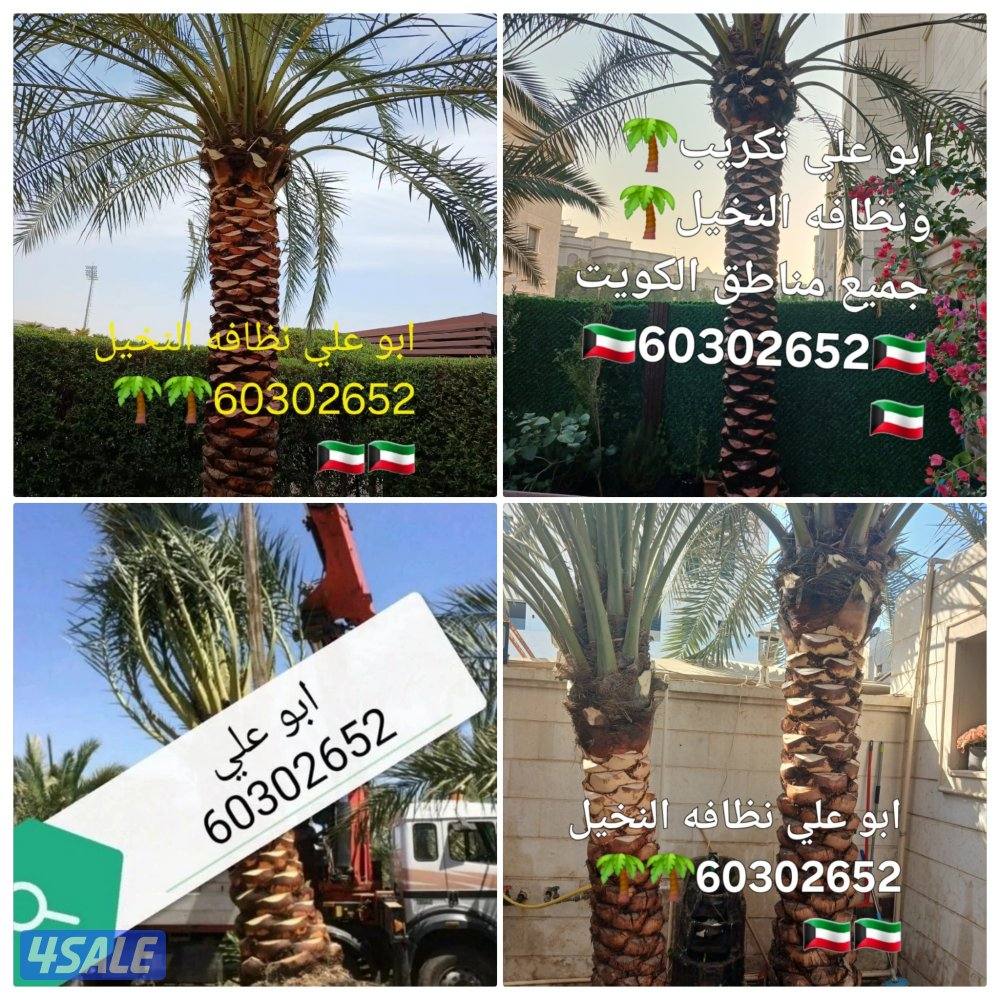 نظافه النخيل 🌴 خبره 20 عام قص 🎄جميع الأشجار 🌲أسعار مغريه ابو علي 🌴0