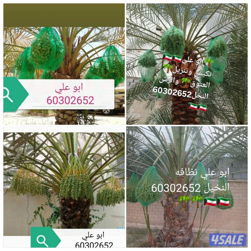 نظافه النخيل 🌴 خبره 20 عام قص 🎄جميع الأشجار 🌲أسعار مغريه ابو علي 🌴3