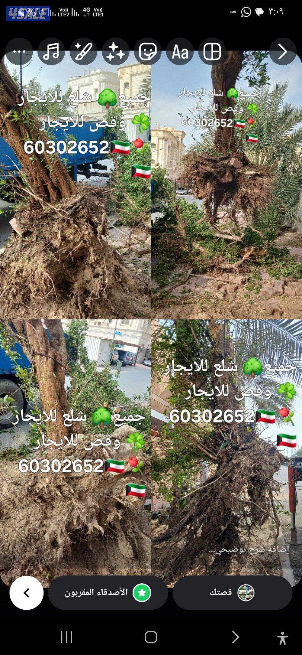 نظافه النخيل 🌴 خبره 20 عام قص 🎄جميع الأشجار 🌲أسعار مغريه ابو علي 🌴5