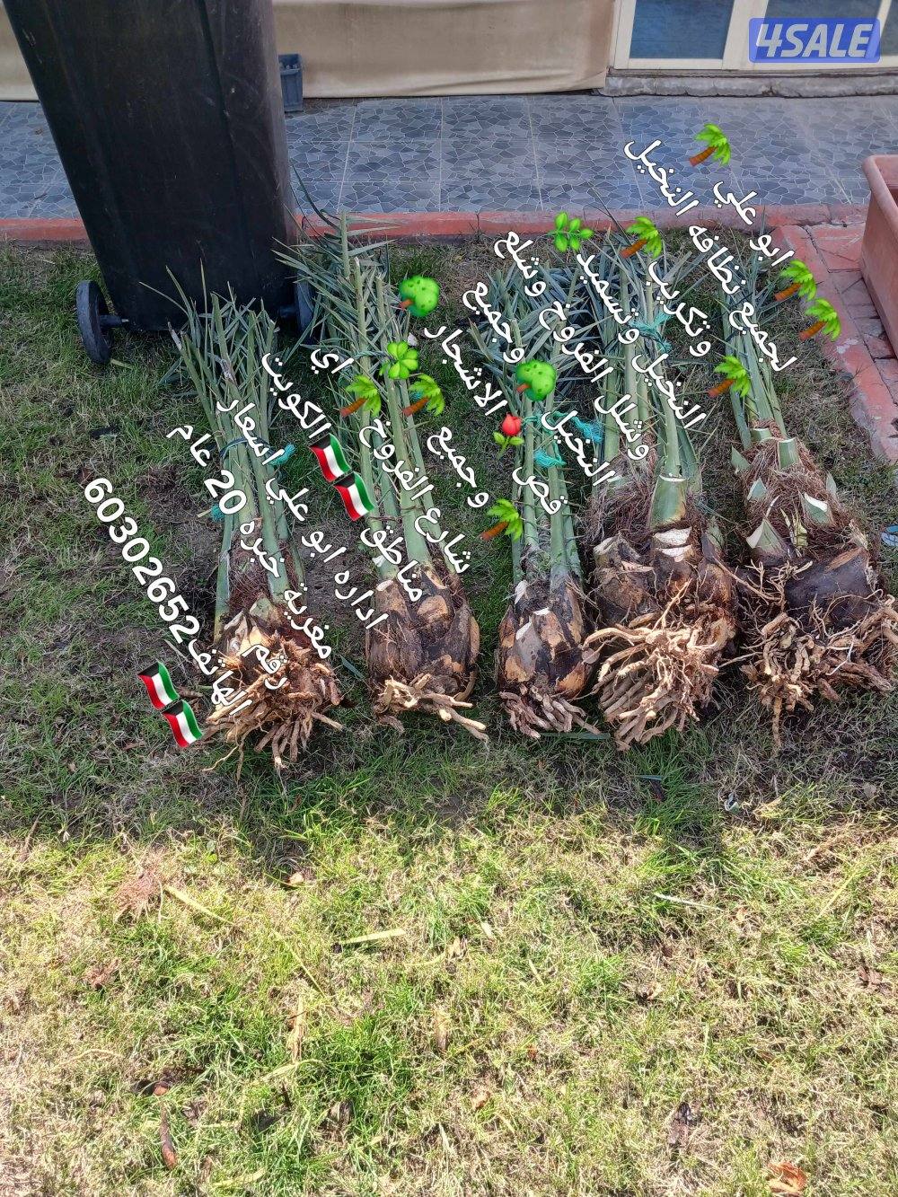 نظافه النخيل 🌴 خبره 20 عام قص 🎄جميع الأشجار 🌲أسعار مغريه ابو علي 🌴7