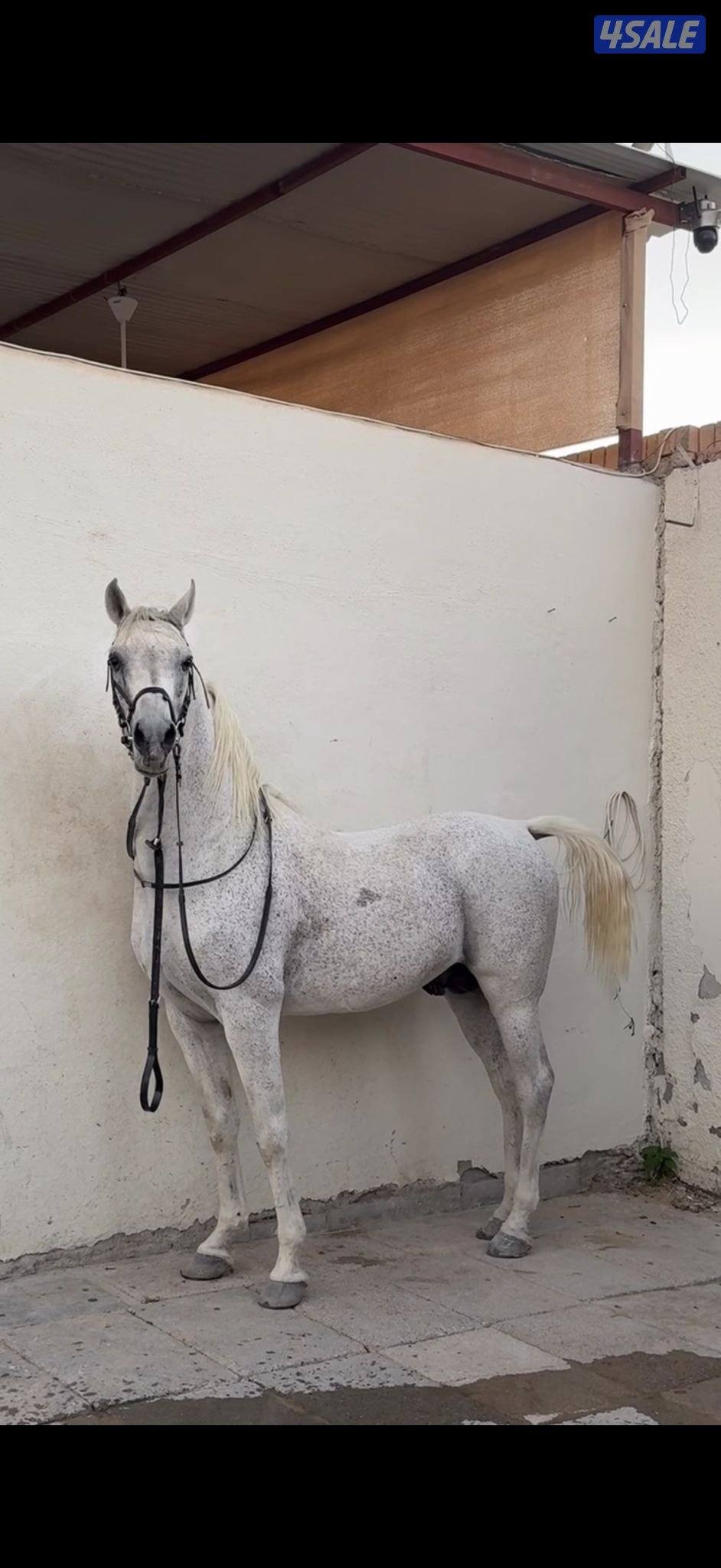 فحل مصري 
شرط السلم0